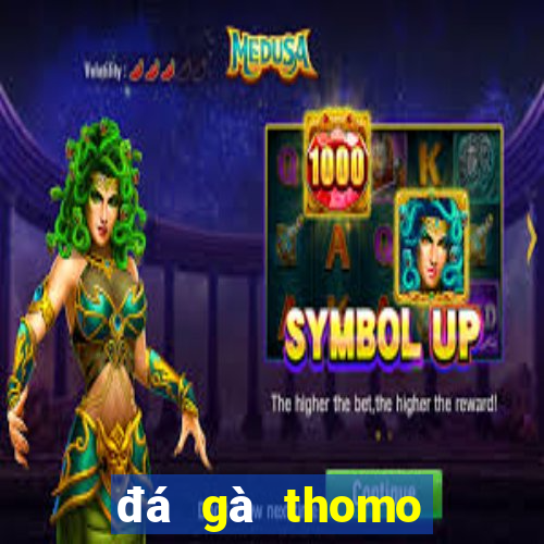 đá gà thomo trực tiếp hôm