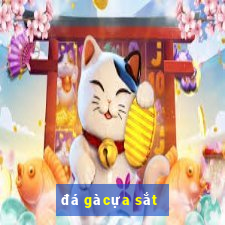 đá gà cựa sắt