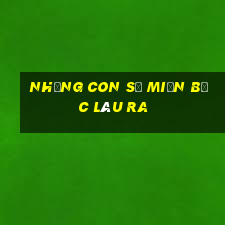 những con số miền bắc lâu ra