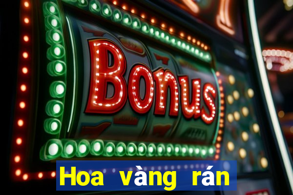 Hoa vàng rán nóng nhất năm 2019