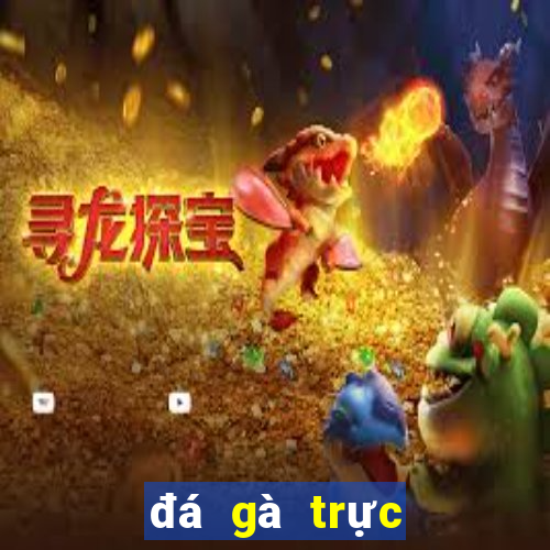 đá gà trực tiếp hôm nay trận 36