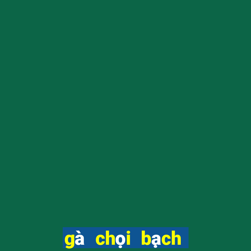 gà chọi bạch đầu hổ