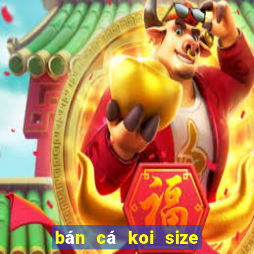 bán cá koi size nhỏ hà nội