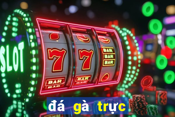 đá gà trực tiếp trên casino