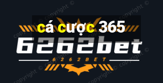 ca cuoc 365