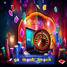 gà mạnh hoạch từ sơn