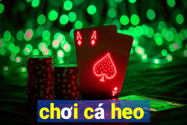 chơi cá heo