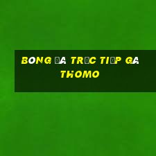 bóng đá trực tiếp gà thomo