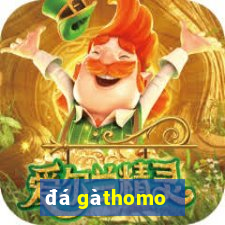 đá gà thomo