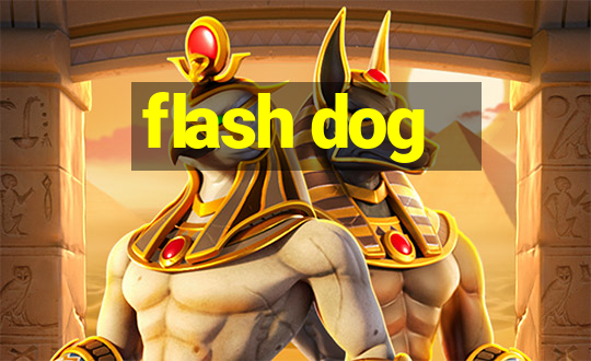 flash dog