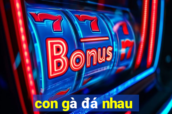 con gà đá nhau