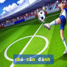 chó cắn đánh con đề gì