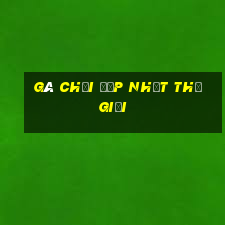 gà chọi đẹp nhất thế giới