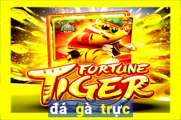 đá gà trực tiếp bên casino