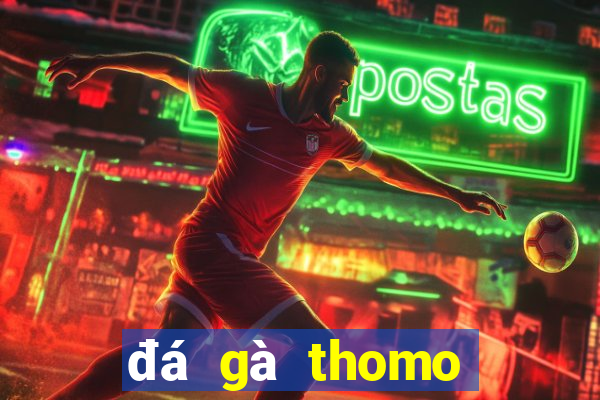 đá gà thomo trực tiếp hôm nay cựa dao