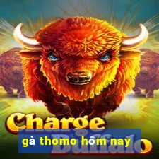 gà thomo hôm nay