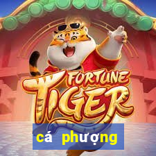 cá phượng hoàng lửa