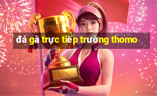 đá gà trực tiếp trường thomo